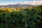 Landscape of txakoli vineyard in Hondarribia in the Basque country