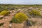 Landscape with ulex densus shrubs.