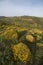 Landscape with ulex densus shrubs.