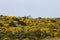 Landscape with ulex densus shrubs.