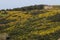 Landscape with ulex densus shrubs.