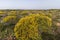 Landscape with ulex densus shrubs.