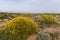 Landscape with ulex densus shrubs.