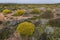 Landscape with ulex densus shrubs.