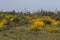 Landscape with ulex densus shrubs.