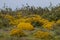 Landscape with ulex densus shrubs.