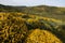 Landscape with ulex densus shrubs.