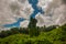 Landscape with unusual tree on sky background with clouds. Malaysia, Borneo, Sabah.