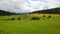 Landscape with upland summer meadows and coniferous forest in background on northern Slovakia, Orava region