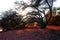 Landscape of Vachellia nilotica or acacia tree or gum Arabic from the oases of Egypt and the New Valley at sunset.