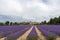 Landscape with vibrant purple Lavender field and typical village of Southern France in distance at blooming season