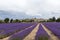 Landscape with vibrant purple Lavender field and typical village of Southern France in distance at blooming season