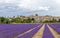 Landscape with vibrant purple Lavender field and typical village of Southern France in distance at blooming season