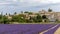 Landscape with vibrant purple Lavender field and typical village of Southern France in distance at blooming season