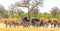 Landscape of a vibrant waterhole which is full of elephants and zebras in Makololo, Hwange National Park, Zimbabwe