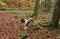 A landscape view of an adorable English Springer Spaniel Dog having fun in a Forest in the UK in autumn.