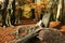 A landscape view of an adorable English Springer Spaniel Dog having fun in a Forest in the UK in autumn.