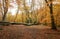 A landscape view of an adorable English Springer Spaniel Dog having fun in a Forest in the UK in autumn.