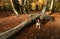 A landscape view of an adorable English Springer Spaniel Dog having fun in a Forest in the UK in autumn.