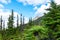 Landscape view of alpine trees and the peak of a mountain in the background