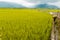 Landscape View Of Beautiful Rice Fields At Brown Avenue, Chishang, Taitung, Taiwan Ripe golden rice earï¼‰