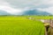 Landscape View Of Beautiful Rice Fields At Brown Avenue, Chishang, Taitung, Taiwan Ripe golden rice earï¼‰