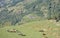Landscape view of beautiful valley of Himachal pradesh with cow and buffaloes eating grass together in mountain pasture