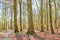 Landscape view of beech trees in a sunny forest or woods in remote countryside of Norway. Wood used for timber growing