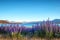 Landscape view of blooming flowers and Lake Tekapo mountains, NZ
