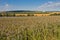 Landscape view - blue tansy, hops, wheat, Czech Republic.