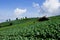 Landscape of view cabbage plantation on the top of a high mountain in Thailand