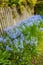 Landscape view of common bluebell flowers growing and flowering on green shrubs in private backyard or secluded home