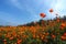 A landscape view of cosmos flower field