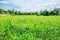 Landscape view of deserted land with green grass and tree with b