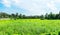 Landscape view of deserted land with green grass and tree with b