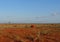 Landscape view of a dried savanna field