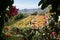 Landscape view of the famous colorful flowers carpet of the botanical garden, Funchal, Madeira, Portugal