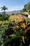 Landscape view of the famous colorful flowers carpet of the botanical garden, Funchal, Madeira, Portugal