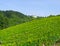 Landscape view of farm in Zarautz, Basque Country, Spain with green rows of plants
