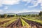 Landscape view of farmland, plot or bed of cassava or manioc or