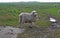 Landscape view of a feild of sheep and lambs in the Kent countryside w