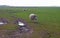 Landscape view of a feild of sheep and lambs in the Kent countryside w