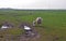 Landscape view of a feild of sheep and lambs in the Kent countryside w