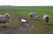 Landscape view of a feild of sheep and lambs in the Kent countryside w