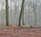 Landscape view of fog or mist in beech tree forest during early morning in remote nature conservation woods or