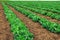 Landscape view of a freshly growing cabbage field