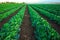 Landscape view of a freshly growing cabbage field