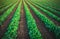 Landscape view of a freshly growing cabbage field