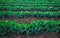 Landscape view of a freshly growing cabbage field