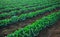 Landscape view of a freshly growing cabbage field